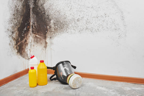 Reliable Danielson, CT Mold Removal Solutions