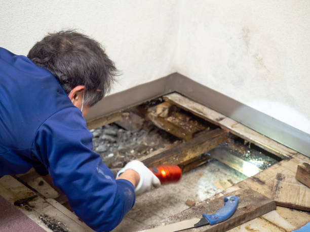 Best Mold Testing  in Danielson, CT