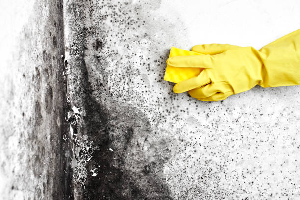 Best Emergency Mold Removal  in Danielson, CT
