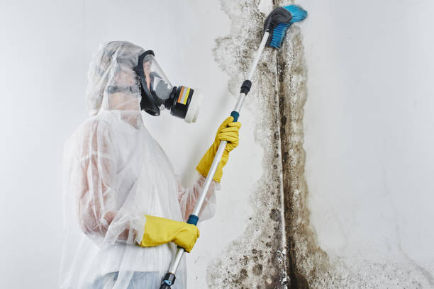 Best Crawl Space Mold Removal  in Danielson, CT