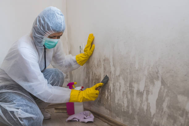 Best Attic Mold Removal  in Danielson, CT