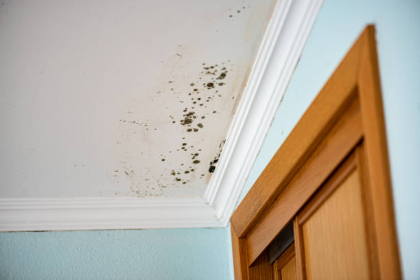 Best Mold Damage Repair  in Danielson, CT