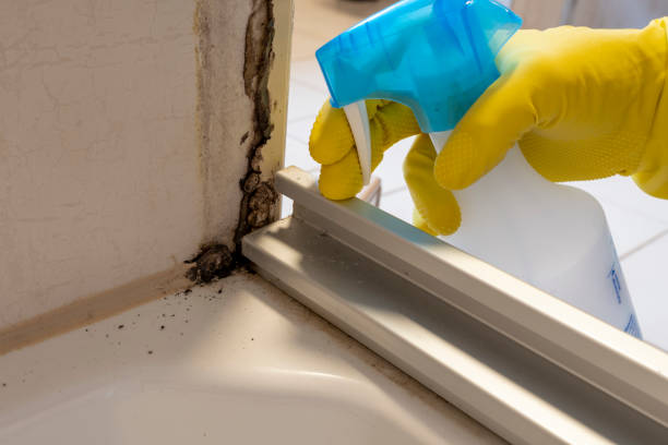 Mold Removal and Inspection in Danielson, CT