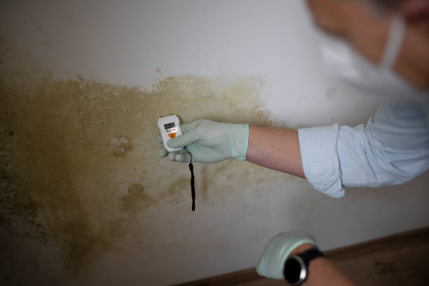 Best Best Mold Removal Companies  in Danielson, CT
