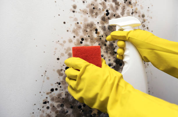 Best Mold Cleaning Services  in Danielson, CT