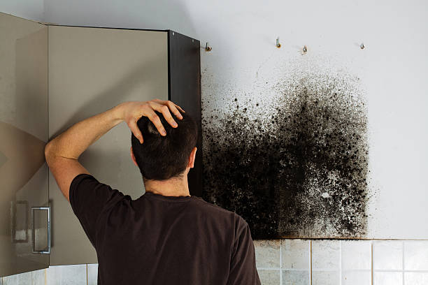 Best Same-Day Mold Removal  in Danielson, CT
