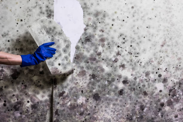 Best Office Mold Removal Services  in Danielson, CT