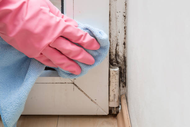 Best Mold Remediation  in Danielson, CT