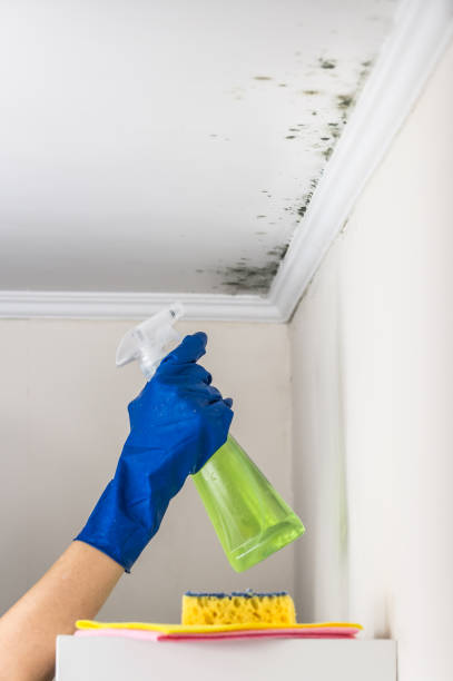 Best Fast Mold Removal  in Danielson, CT