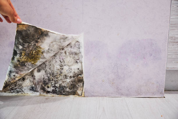 Best Crawl Space Mold Removal  in Danielson, CT